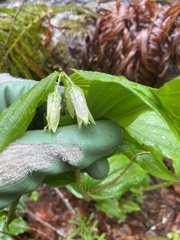 Prosartes smithii