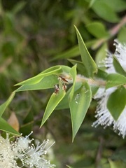 Melaleuca decora