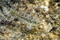 Cyprinodon elegans