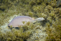 Apalone spinifera emoryi