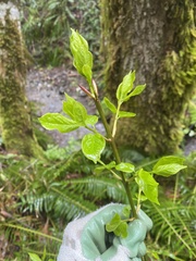 Euonymus occidentalis