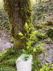 Euonymus occidentalis