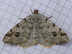 Macaria pinistrobata