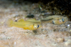 Gambusia nobilis