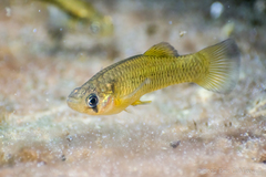 Gambusia nobilis
