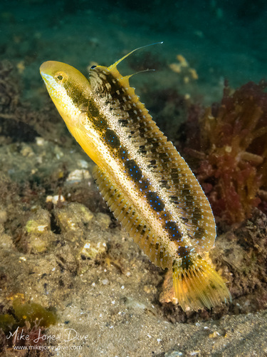 Brown Sabretooth Blenny