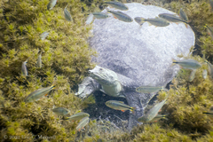 Apalone spinifera emoryi