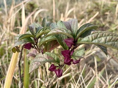 Clerodendrum fortunatum