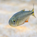 Texan Tetra - Photo (c) Eric C. Maxwell, some rights reserved (CC BY-NC), uploaded by Eric C. Maxwell