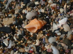 Phycothais reticulata