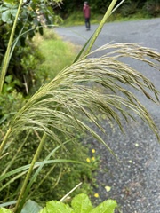 Austroderia richardii