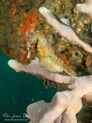 Hippocampus whitei