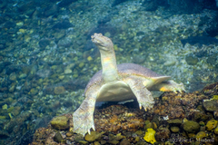 Apalone spinifera emoryi