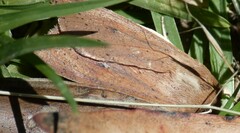 Mythimna convecta
