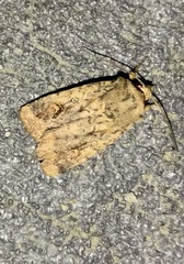 Proteuxoa tetronycha