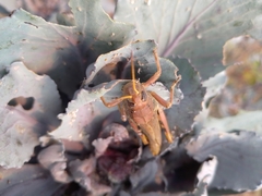 Melanoplus differentialis
