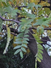 Gleditsia