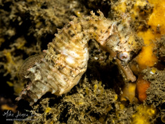 Hippocampus whitei