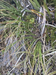 Chionochloa flavescens