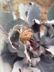 Melanoplus differentialis