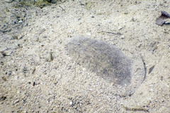 Apalone spinifera emoryi