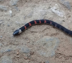 Atractus paucidens