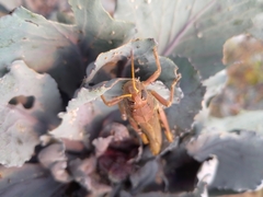 Melanoplus differentialis