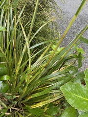 Austroderia richardii