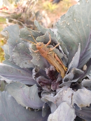 Melanoplus differentialis