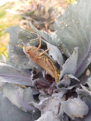 Melanoplus differentialis