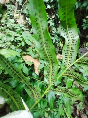 Phanerophlebia