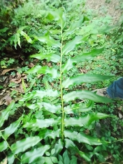 Phanerophlebia
