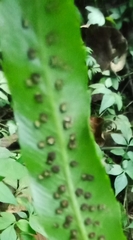 Phanerophlebia
