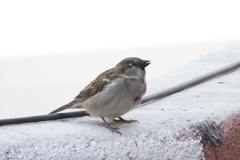 Passer domesticus