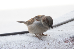 Passer domesticus