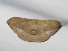 Sphingognatha asclepiades