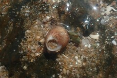 Cantharidella picturata