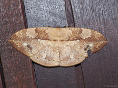 Sphingognatha asclepiades