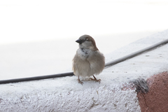 Passer domesticus