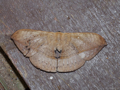 Sphingognatha asclepiades