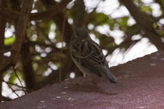 Passer domesticus