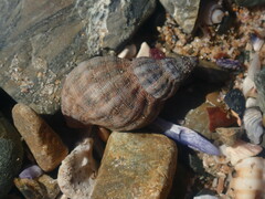 Agnewia tritoniformis