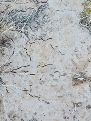 Bouteloua barbata rothrockii