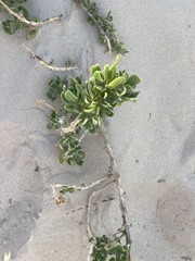 Tetragonia decumbens
