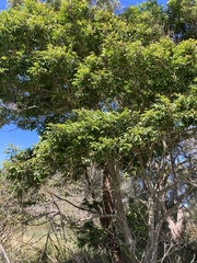 Glochidion ferdinandi