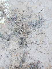 Bouteloua barbata rothrockii