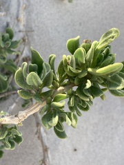 Tetragonia decumbens