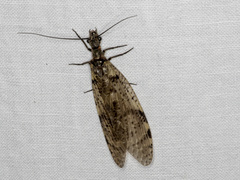 Chauliodinae