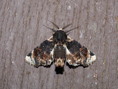Aplotelia nubilosa