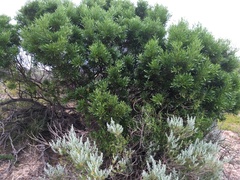 Dodonaea viscosa spatulata